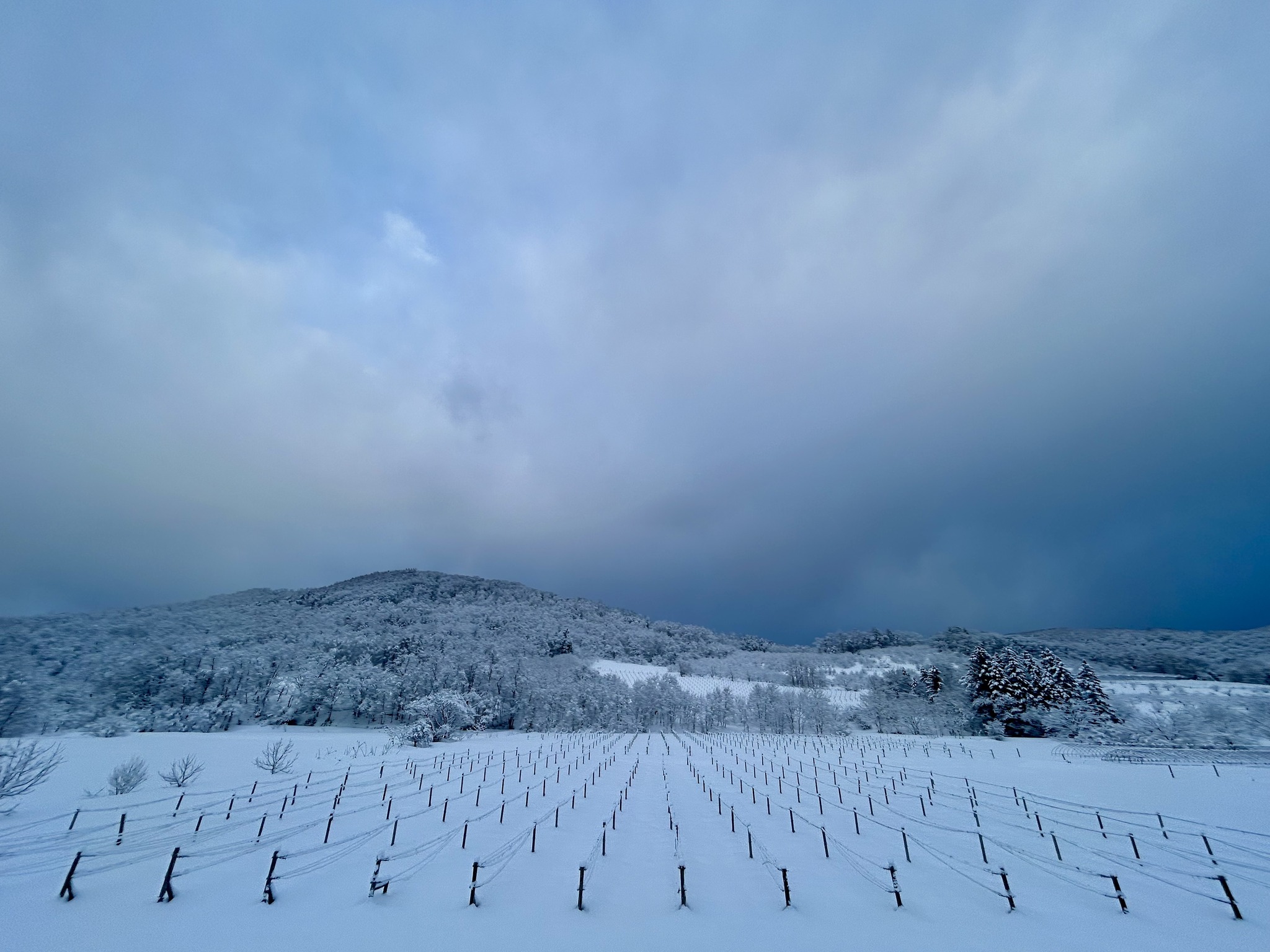 Yoichi volcanic terroir showing the mineral-rich soils and maritime climate