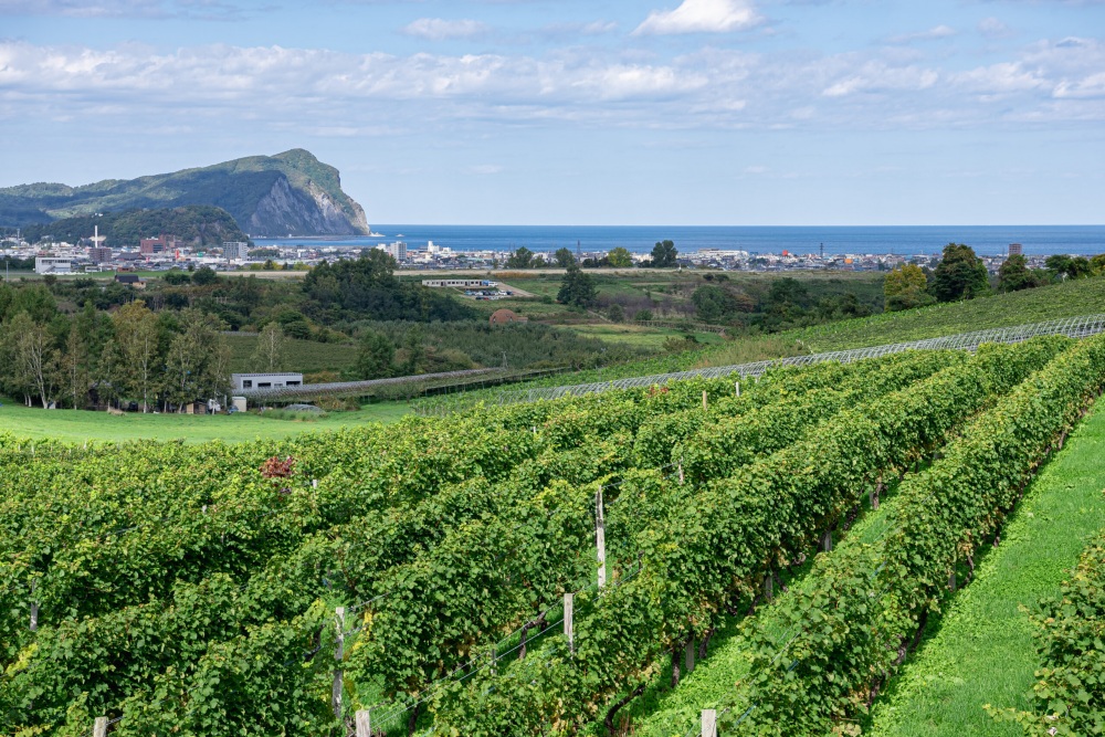 Yoichi Wine Region Panorama