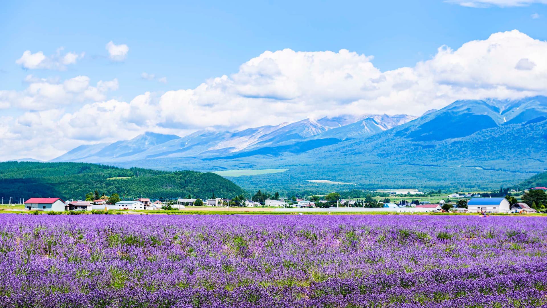 Furano mountain vineyards