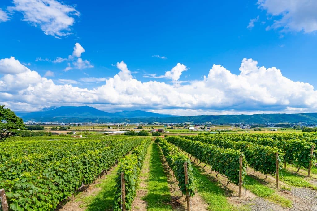 Hokkaido Wine Country vineyards - Japan's premier cool-climate wine region featuring vineyards across six distinct wine areas (Photo: Nozo Hotel)
