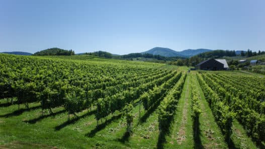 Camel Farm Winery vineyard