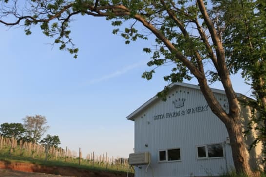 Rita Farm & Winery vineyard