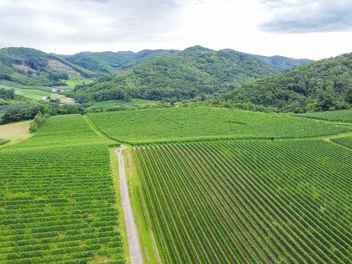 Kimura Vineyard vineyard