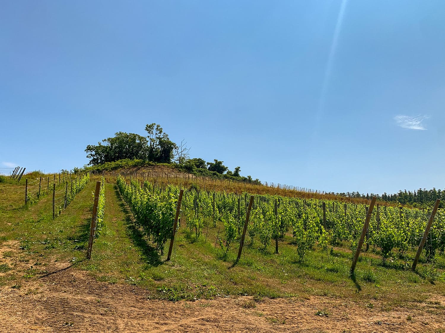 Lan Seqqua vineyard