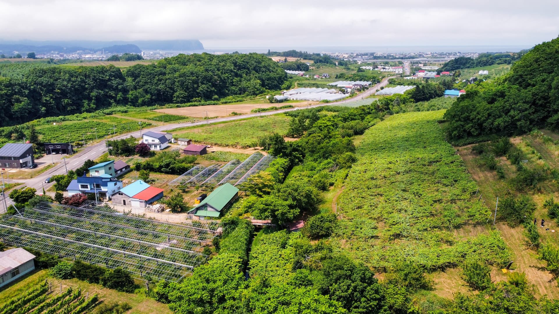 Yamada-Do vineyard