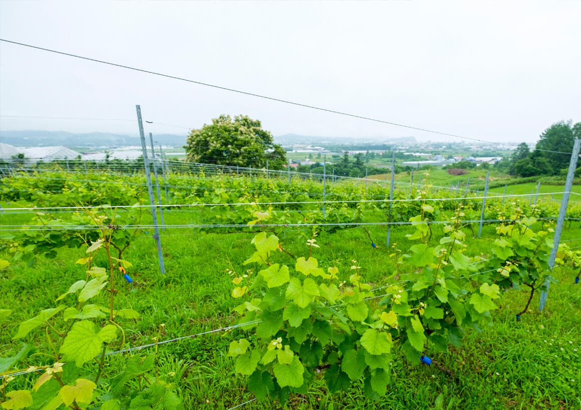 Domaine ICHI vineyard