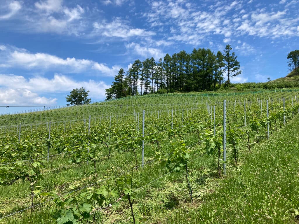 LOWBROW CRAFT vineyard