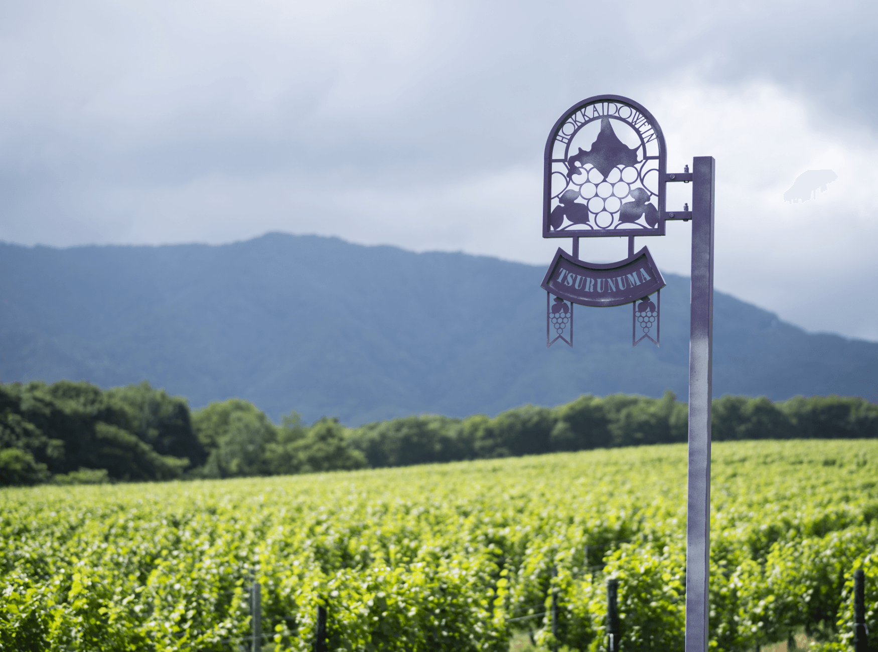 Hokkaido Wine Co., Ltd. vineyard