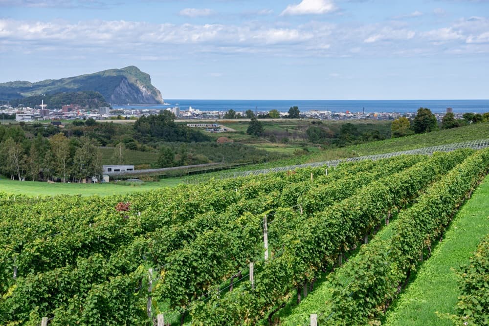 Plan your visit to Yoichi wine region