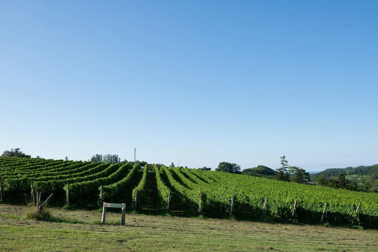 Yoichi vineyard landscape with mountain backdrop