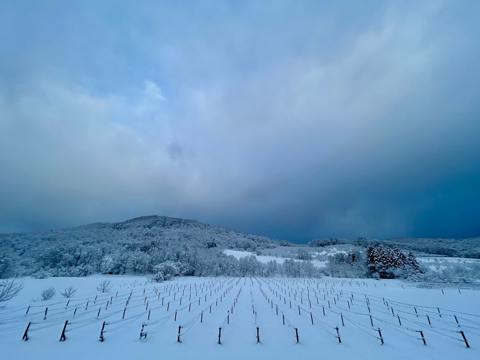 Yoichi volcanic terroir showing the mineral-rich soils and maritime climate