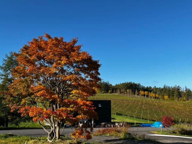 Mongaku Valley Winery vineyard