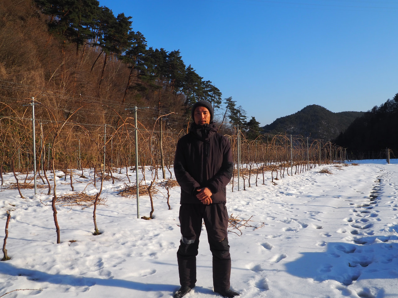 Asakawa Vinyards vineyard