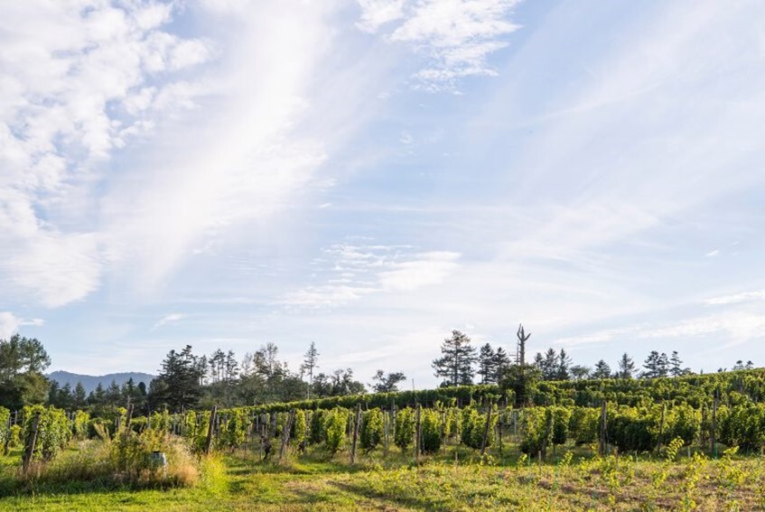 Domaine Atsushi Suzuki vineyard