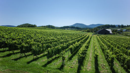 Camel Farm Winery vineyard