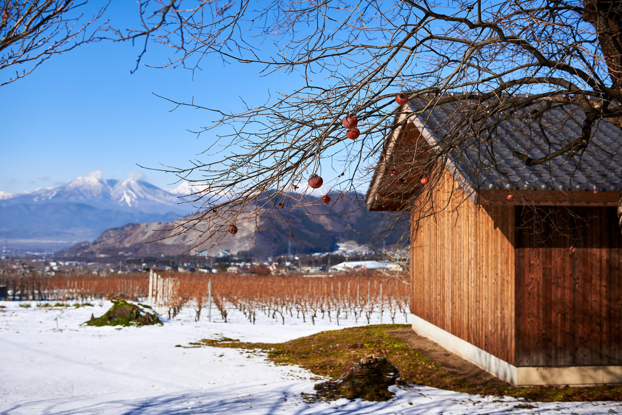 Cantina Riezo vineyard