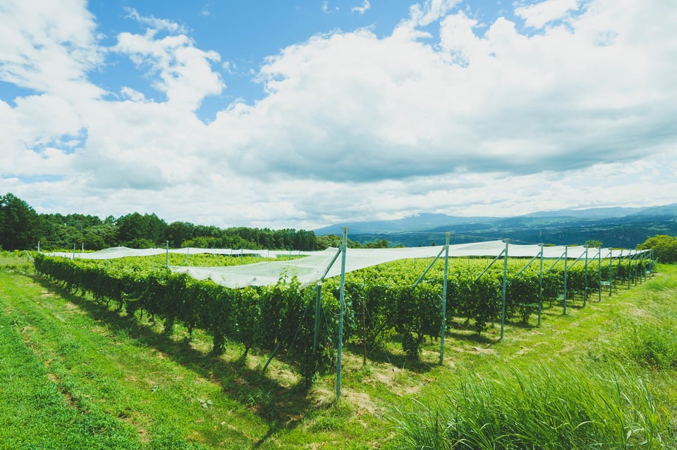 Cave Hatano vineyard
