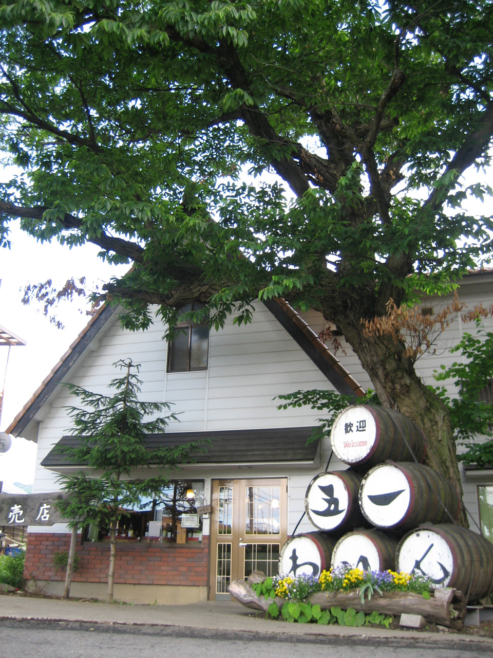 Goichi Wine vineyard