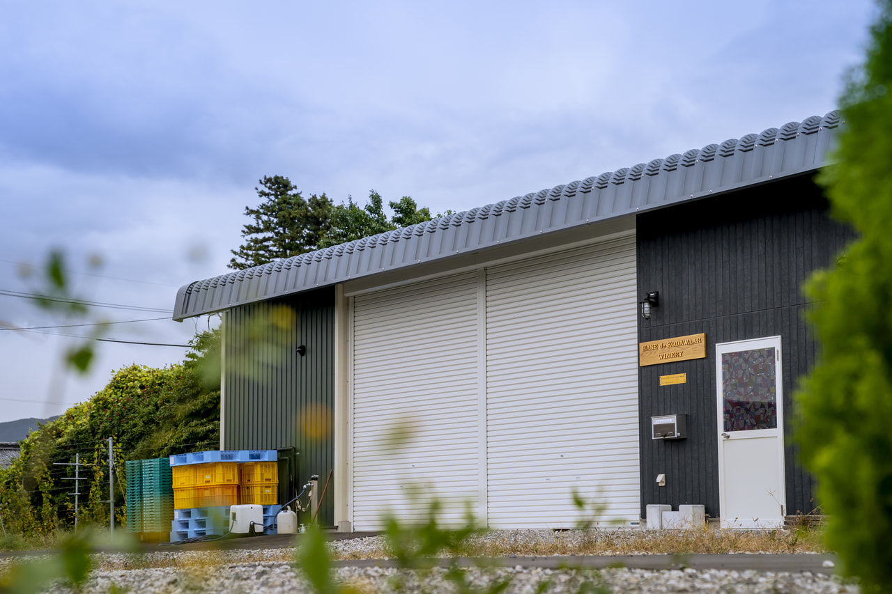 HASE de KODAWAAR WINERY vineyard