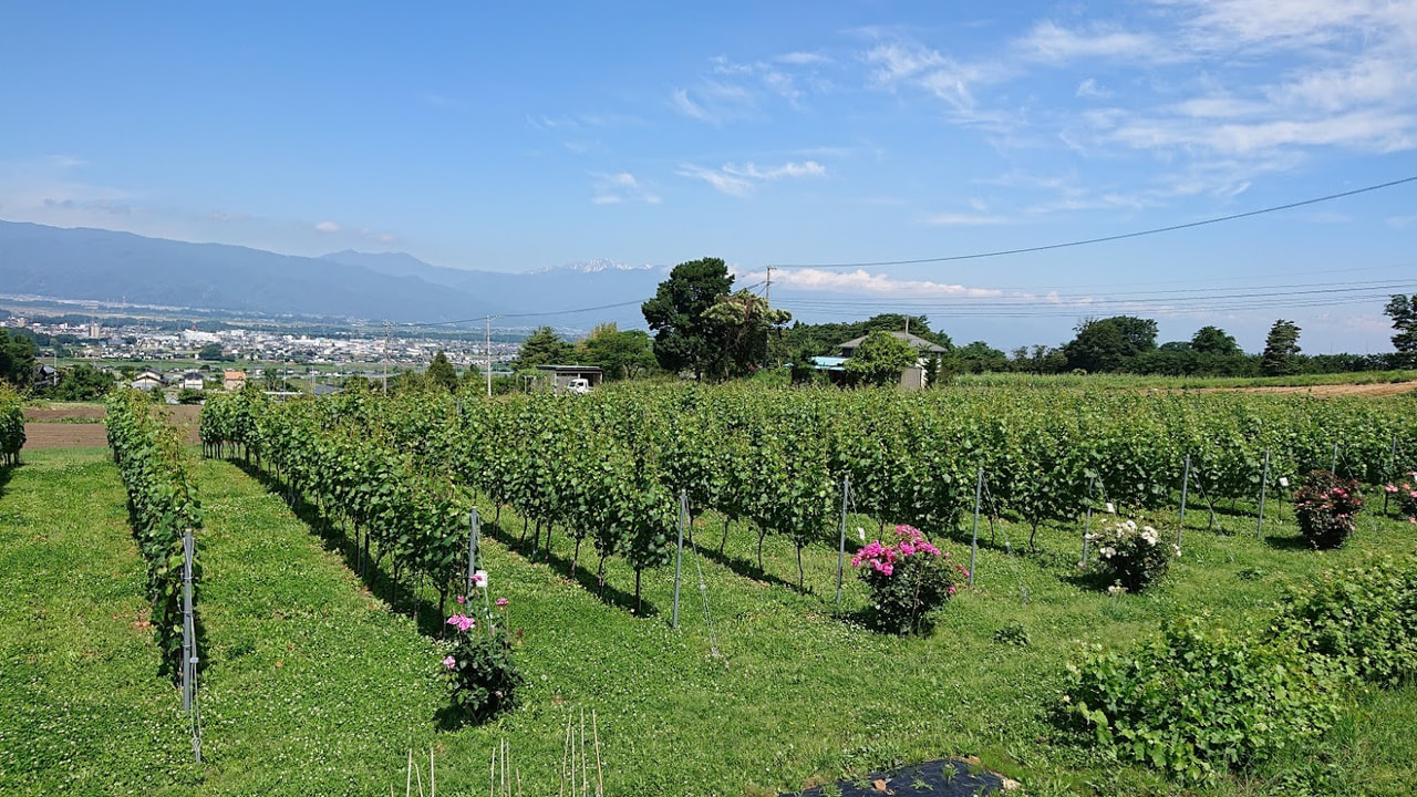 Kounishi Winery vineyard