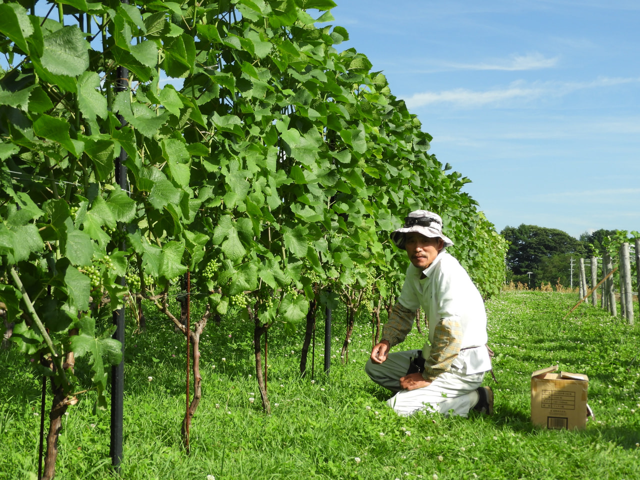 Mine No Kura vineyard