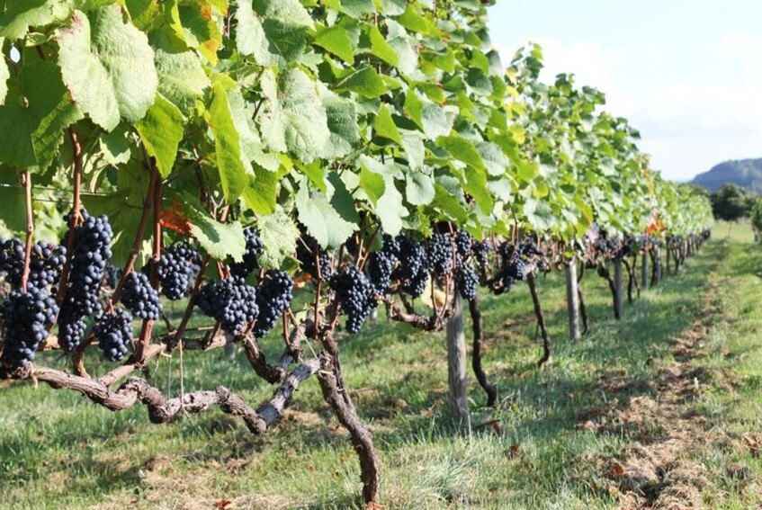 Nobori Winery vineyard