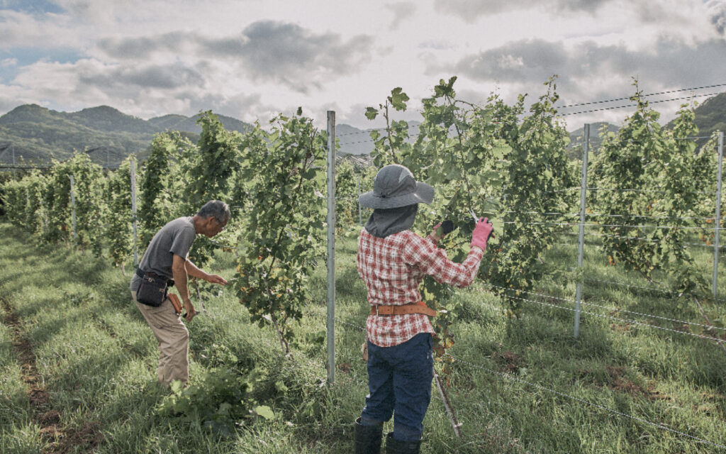 North Creek Farm vineyard