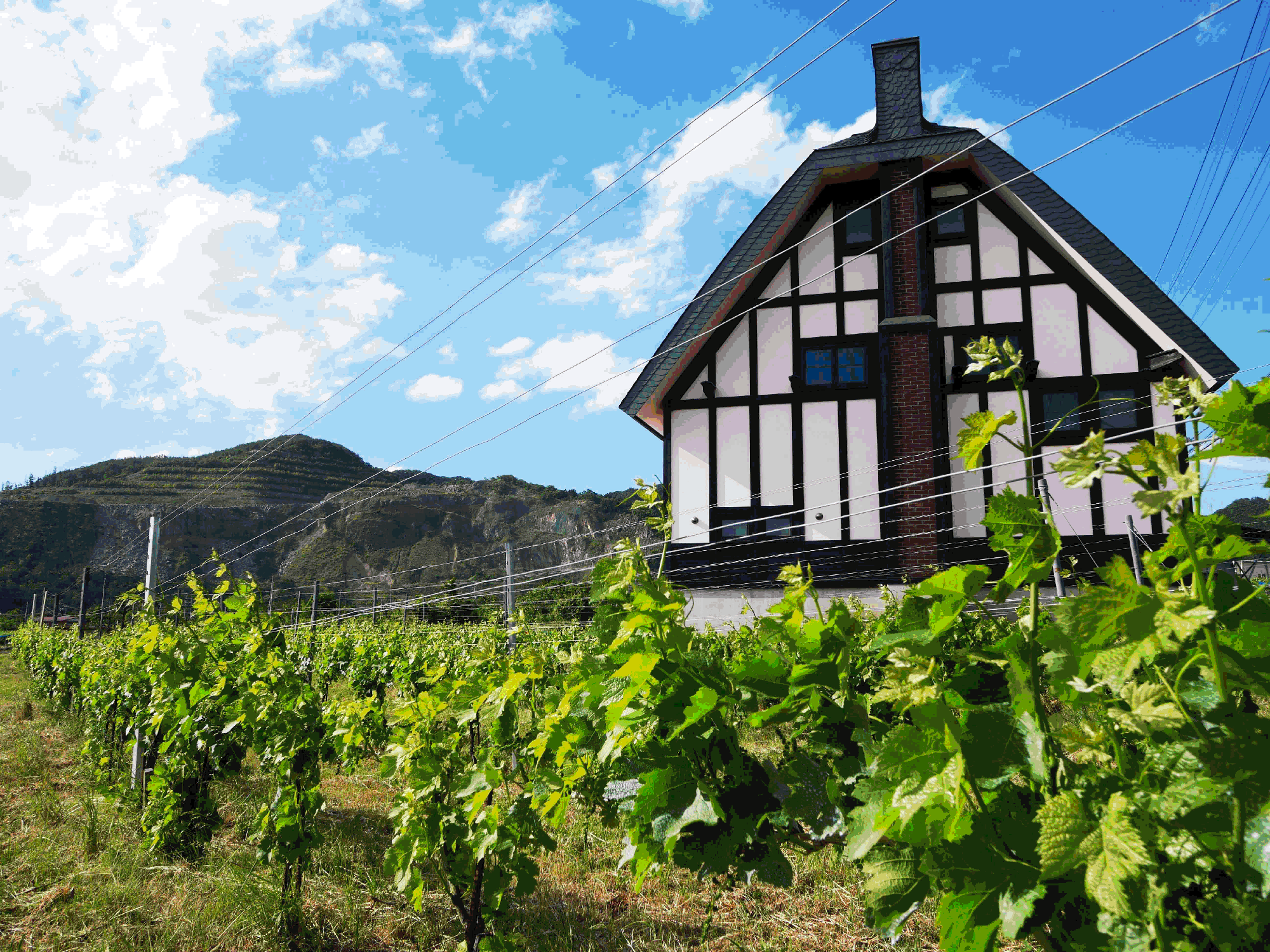 Obuse Winery vineyard