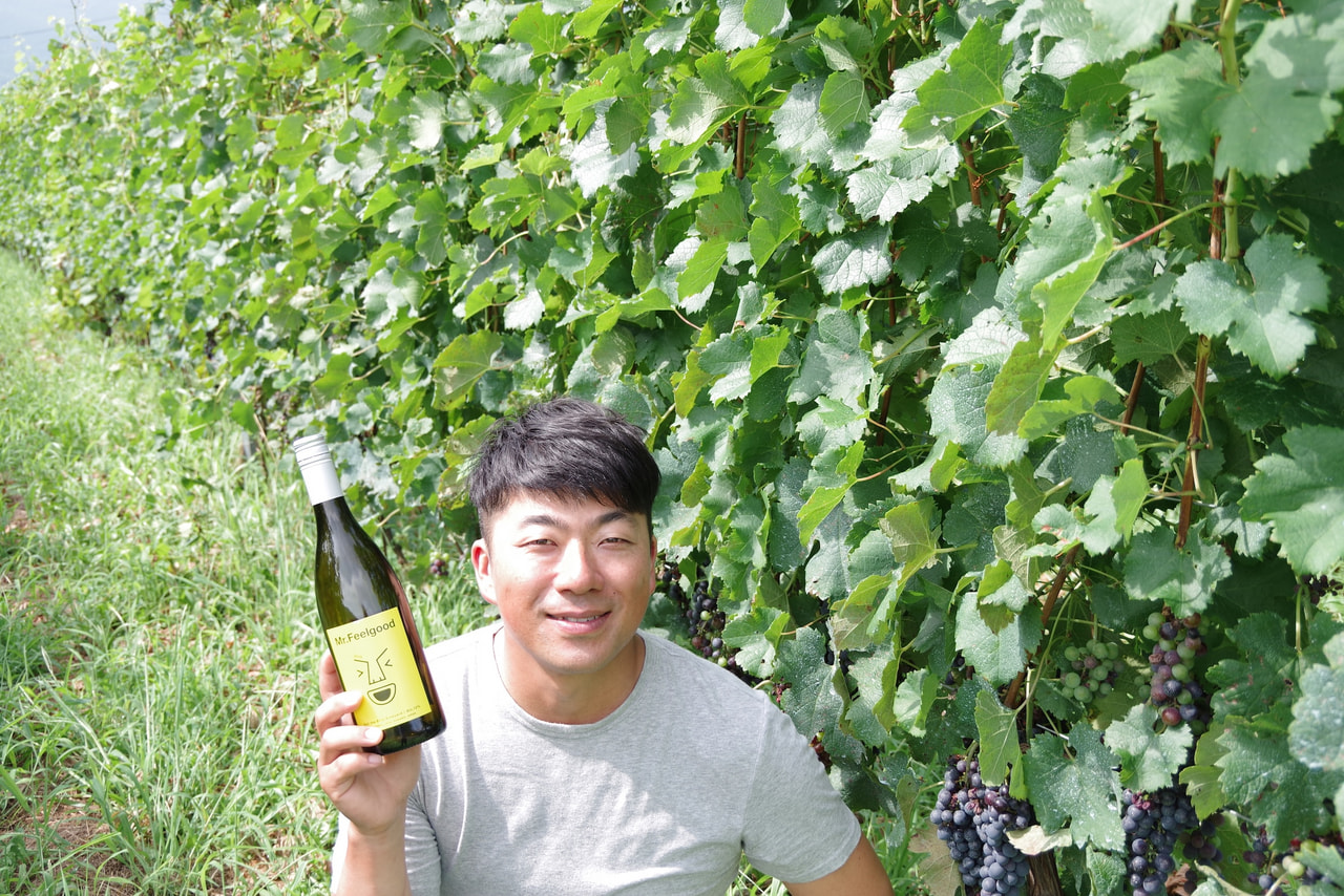 Sail the Ship Winery vineyard