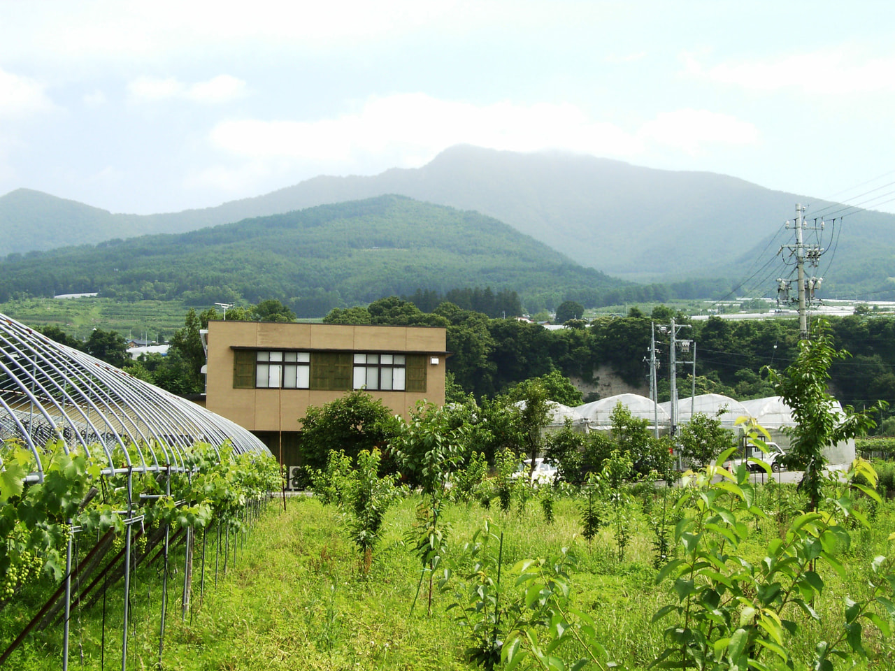 Takayashiro Farm vineyard