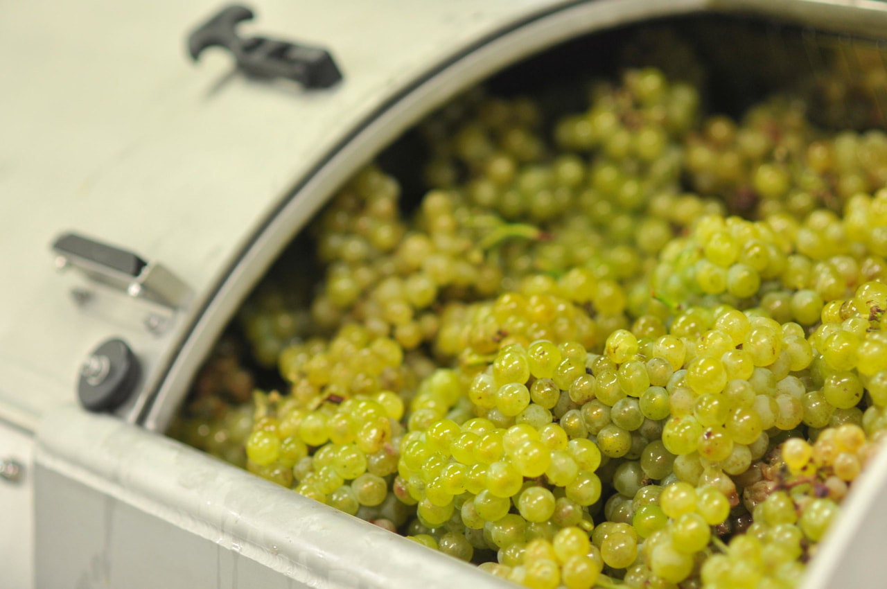 Tsuiji Lab. vineyard