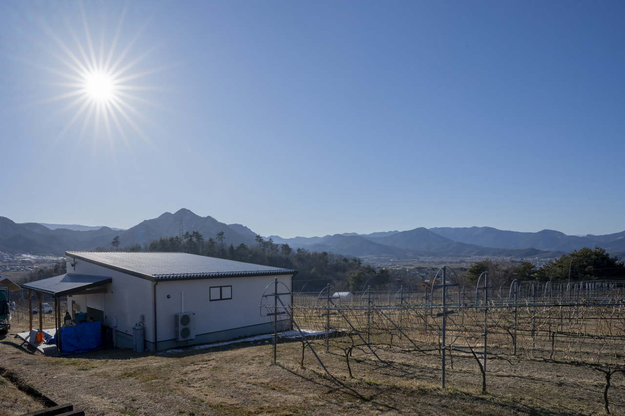 Veraison Noto vineyard